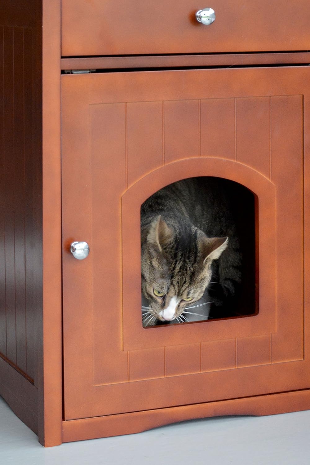 Katze, Tier, Katzenkorb?, Haustier, Katzenausstattung