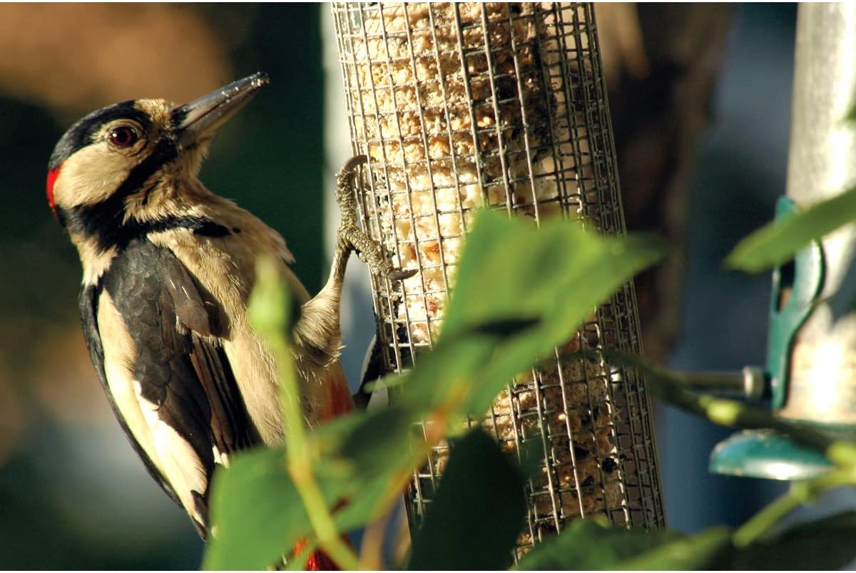 dobar Kompakte Vogelfuttersäule mit Anflugstangen  Wildvogelfutterspender für Nüsse - Vogelfutterstation Metall - Futterspender für Vögel in Garten/Terrasse/Balkon  Ø 9,5 x 23 cm - Grün