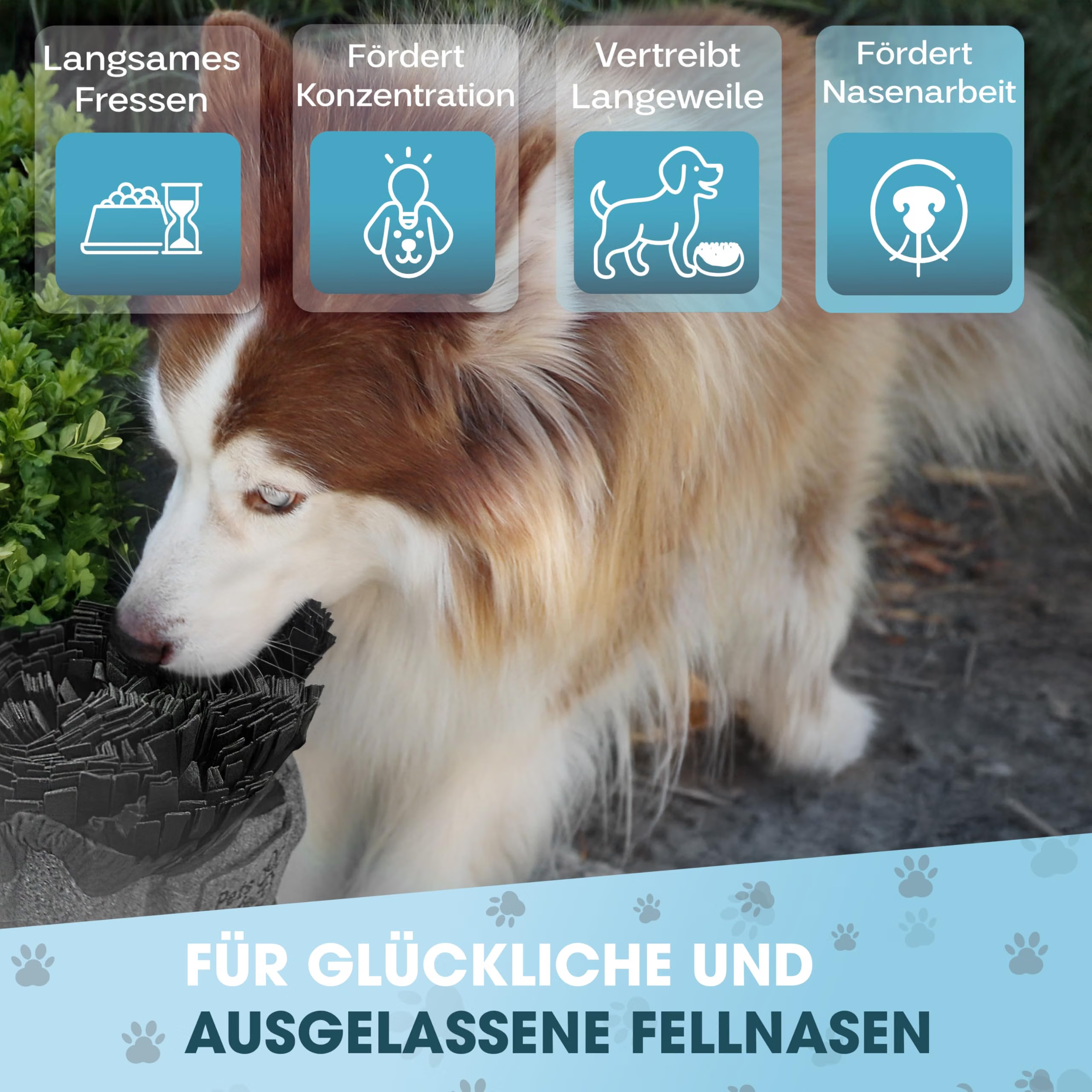 Hund, Hundehaar, Collie, Retriever, Nasenarbeit