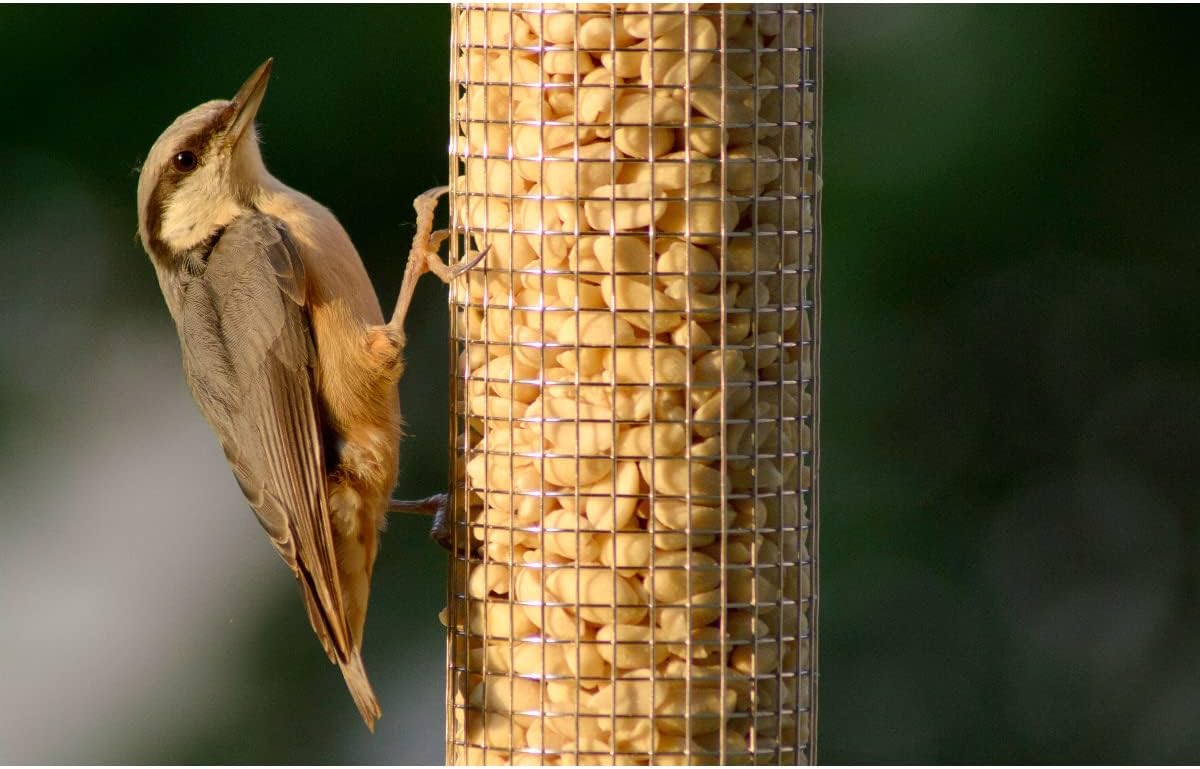 dobar Kompakte Vogelfuttersäule mit Anflugstangen  Wildvogelfutterspender für Nüsse - Vogelfutterstation Metall - Futterspender für Vögel in Garten/Terrasse/Balkon  Ø 9,5 x 23 cm - Grün