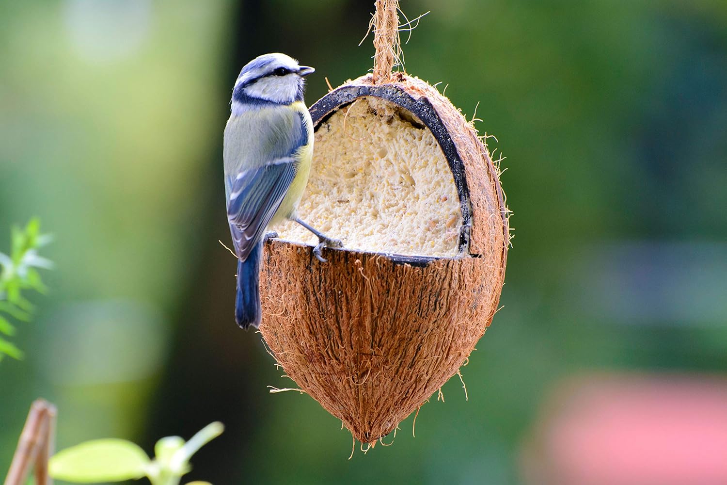 dobar Premium Vogelfutter Mix - Gefüllte Kokosnüsse und Pinienzapfen mit Fettfutter für Wildvögel - hochwertige Vogelfuttermischung im Set - Ganzjahresfutter für Garten/Terrasse - 6 teilig