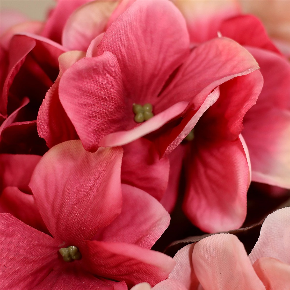 pink flowers, hydrangea, blütenstruktur, grüne zentrum, blüte
