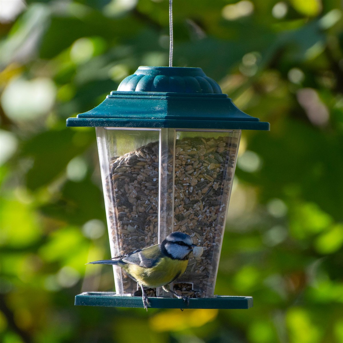Vogelhaus, Vogelfutter, Fütterung, Meise, Vogel