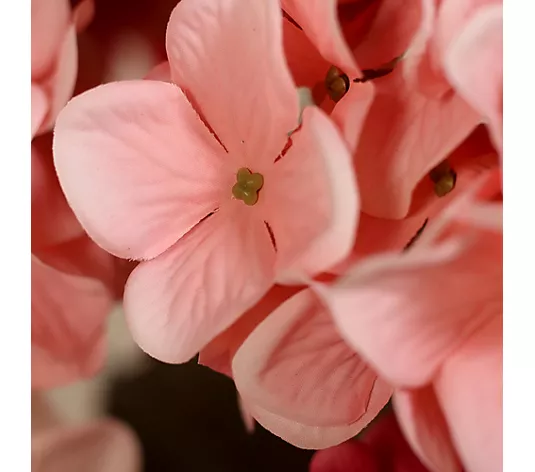pink flowers, Hydrangea, soft petals, flower cluster, petal detail