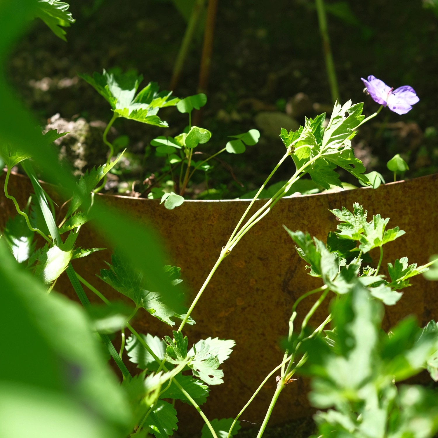 Bellissa Hangpflanzschale Collina Corten