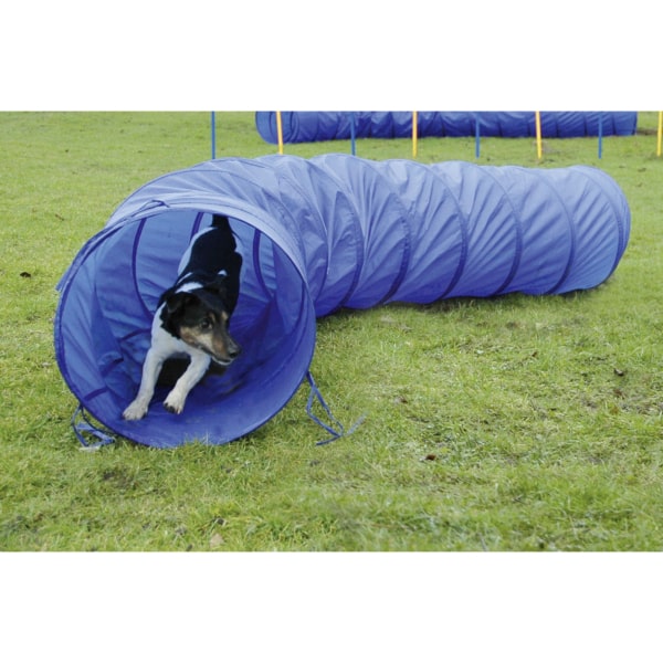 Hund, Spieltunnel, Zwischenbahn, Blautunnel, Trainingsparcours