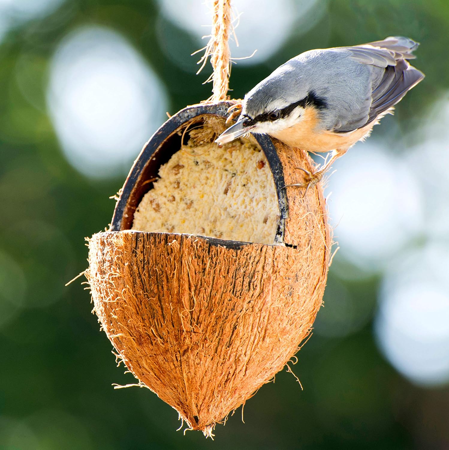 dobar Premium Vogelfutter Mix - Gefüllte Kokosnüsse und Pinienzapfen mit Fettfutter für Wildvögel - hochwertige Vogelfuttermischung im Set - Ganzjahresfutter für Garten/Terrasse - 6 teilig