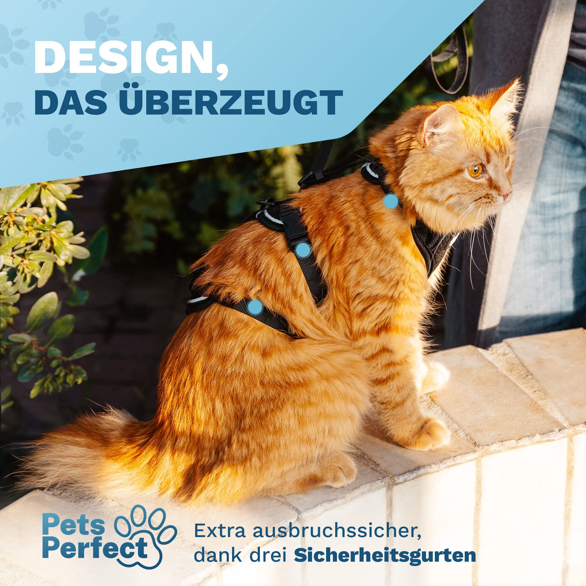 Katzengeschirr, Halsband, Gurtzeug, orange Katze, Sicherheit