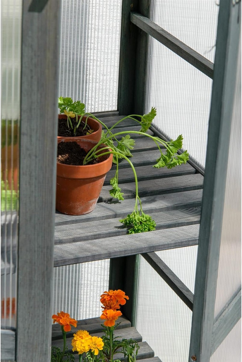 Terracotta pot, Pflanze, Kraut, Grünes Laub, Balkonblume
