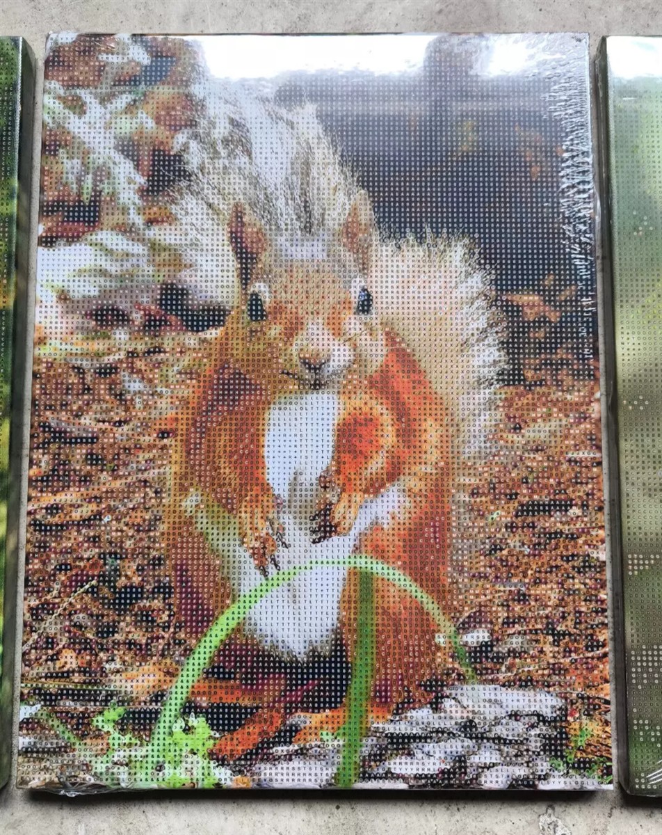Weltbild Diamond Painting Eichhörnchen Trio auf Leinwand 30 cm - 3er Set