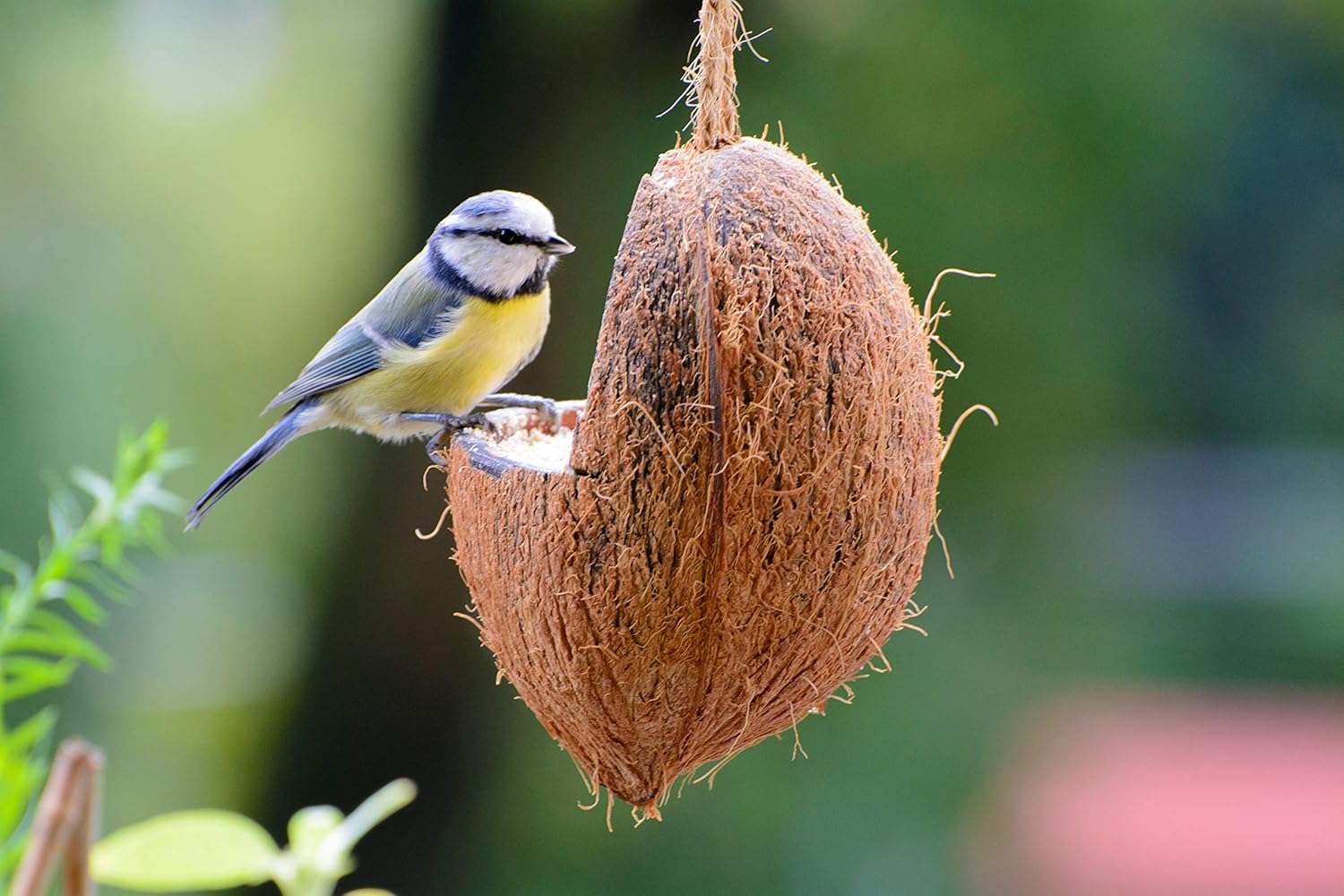 dobar Premium Vogelfutter Mix - Gefüllte Kokosnüsse und Pinienzapfen mit Fettfutter für Wildvögel - hochwertige Vogelfuttermischung im Set - Ganzjahresfutter für Garten/Terrasse - 6 teilig