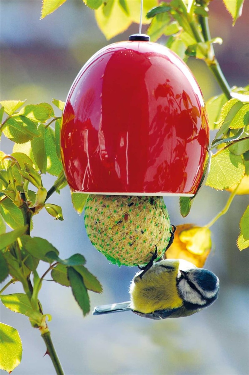 Vogel,Futterautomat, Amsel?