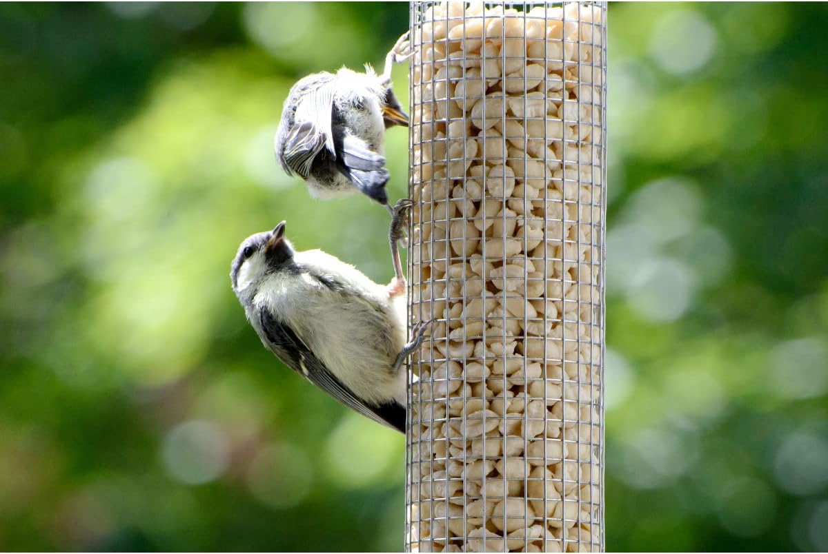 dobar Kompakte Vogelfuttersäule mit Anflugstangen  Wildvogelfutterspender für Nüsse - Vogelfutterstation Metall - Futterspender für Vögel in Garten/Terrasse/Balkon  Ø 9,5 x 23 cm - Grün