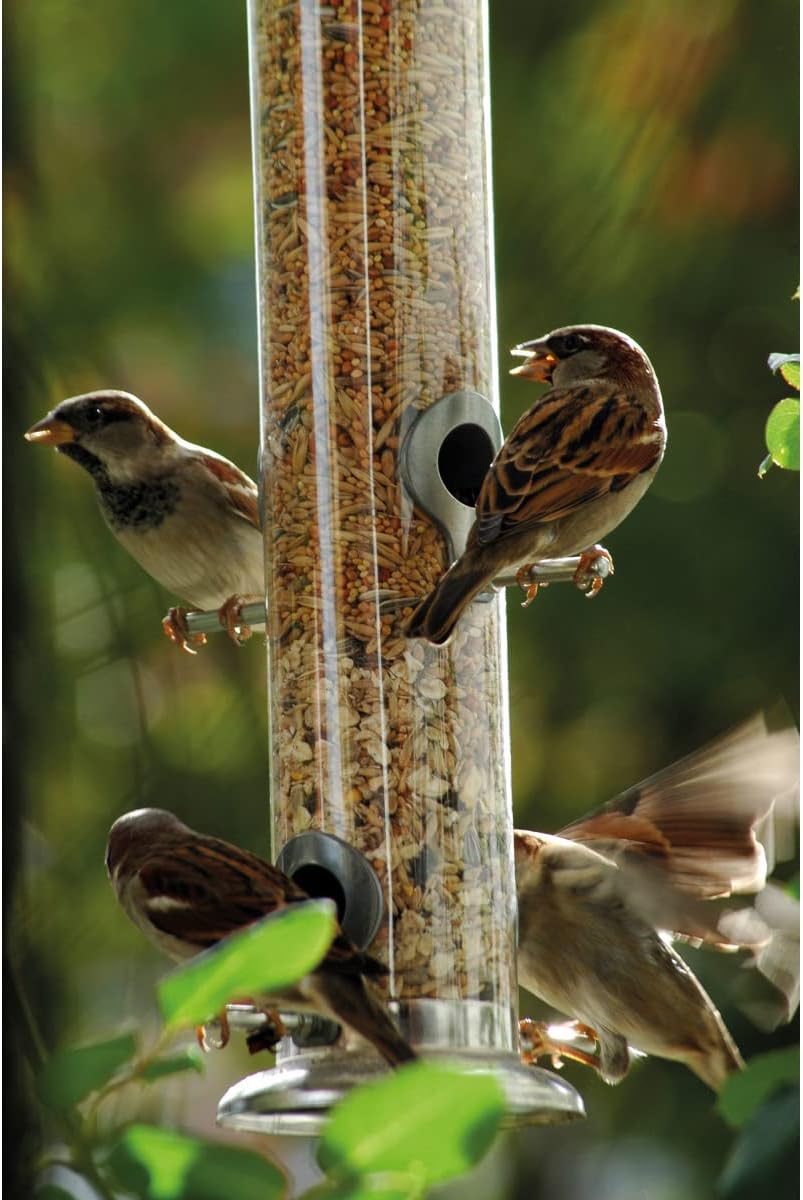 federabwechszwurf, federhaus, vögel, vogelfuttersha, vogeltränke