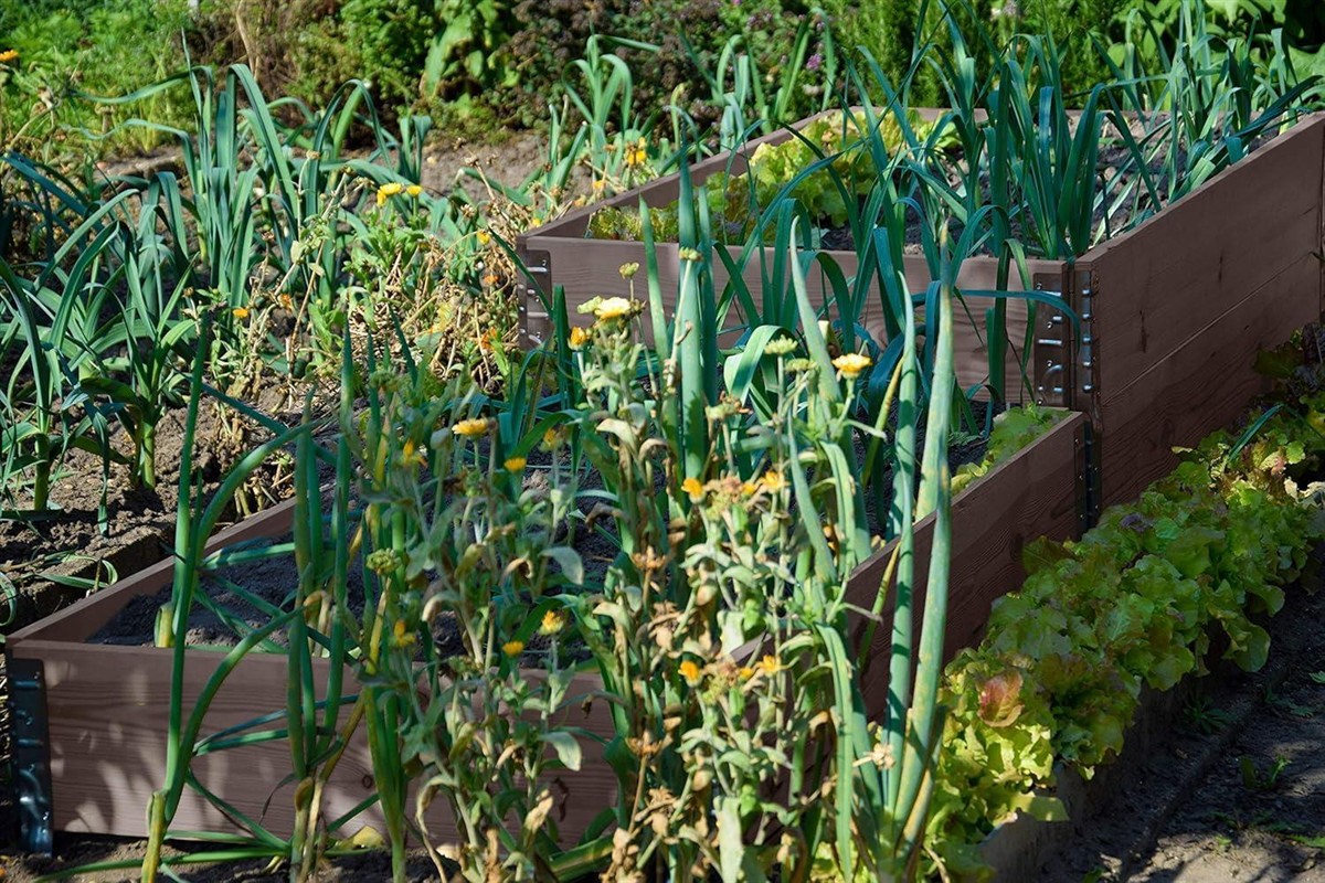 Hochbeet, Gartenbeet, Zwiebelpflanzen, gelbe Blüten, Holzbeet planter