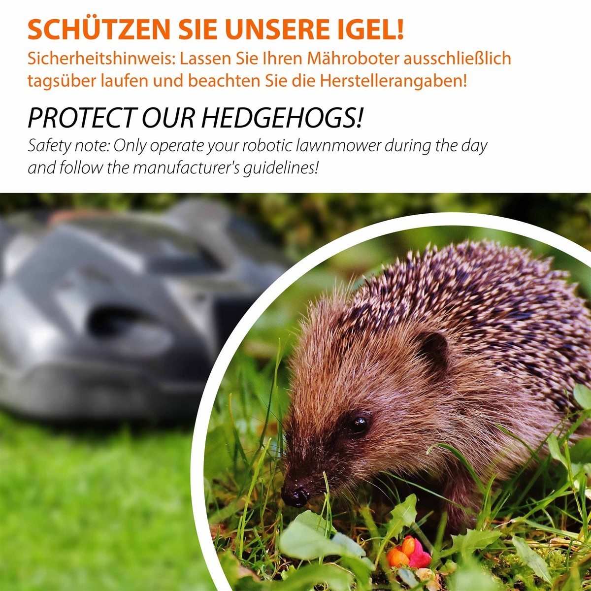 Igel, Tier, Wildtier, Stachelhaarig, Garten