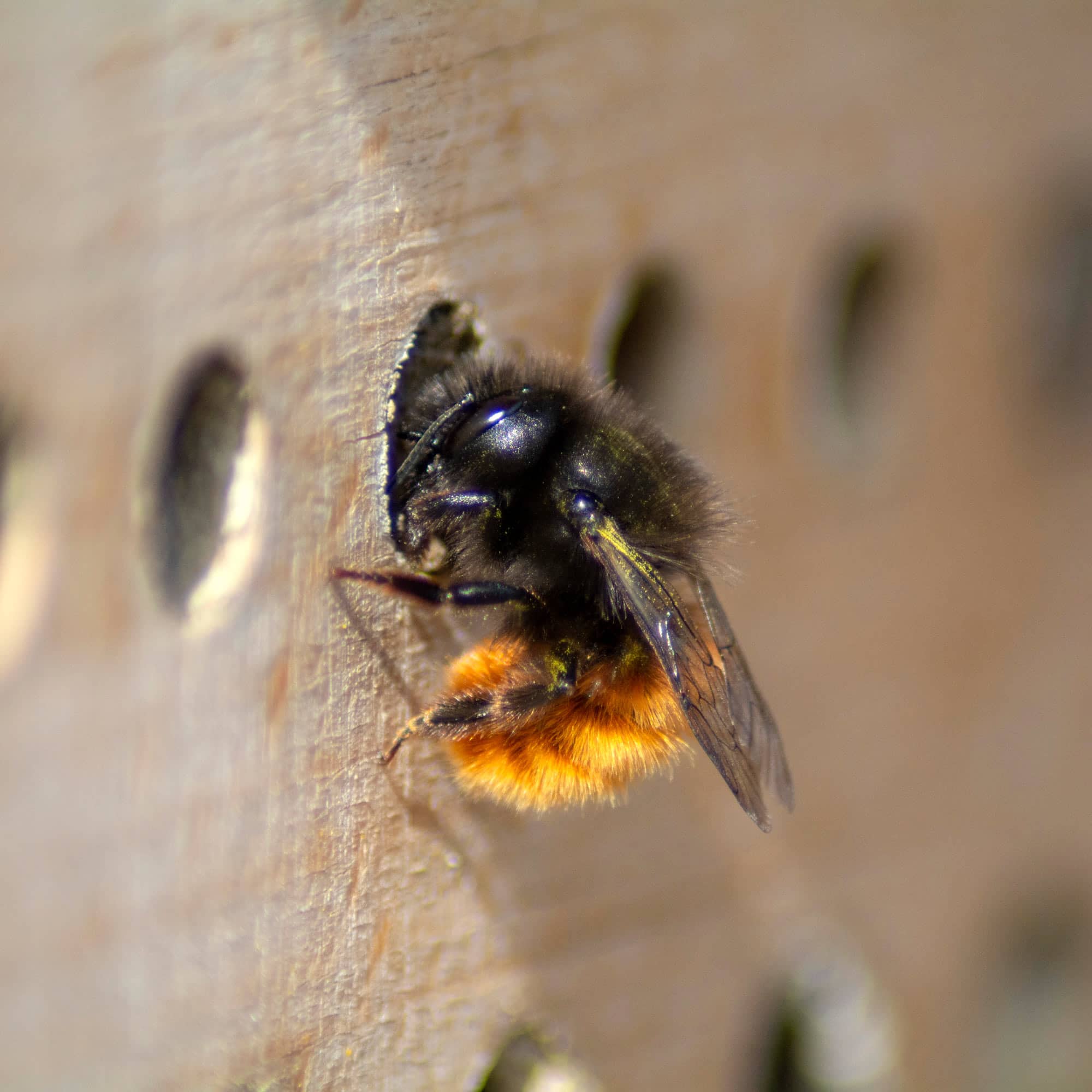 Dobar Bienenhaus Maja Insektenhotel natur