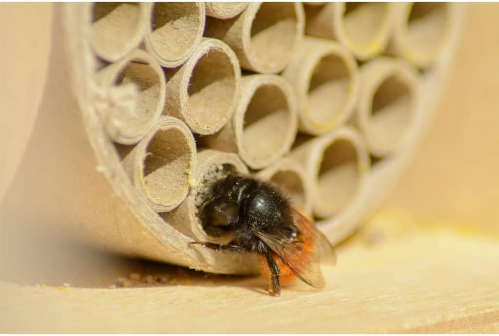 Dobar Wildbienenhotel Bienenhaus aus Holz Insektenhotel #D374